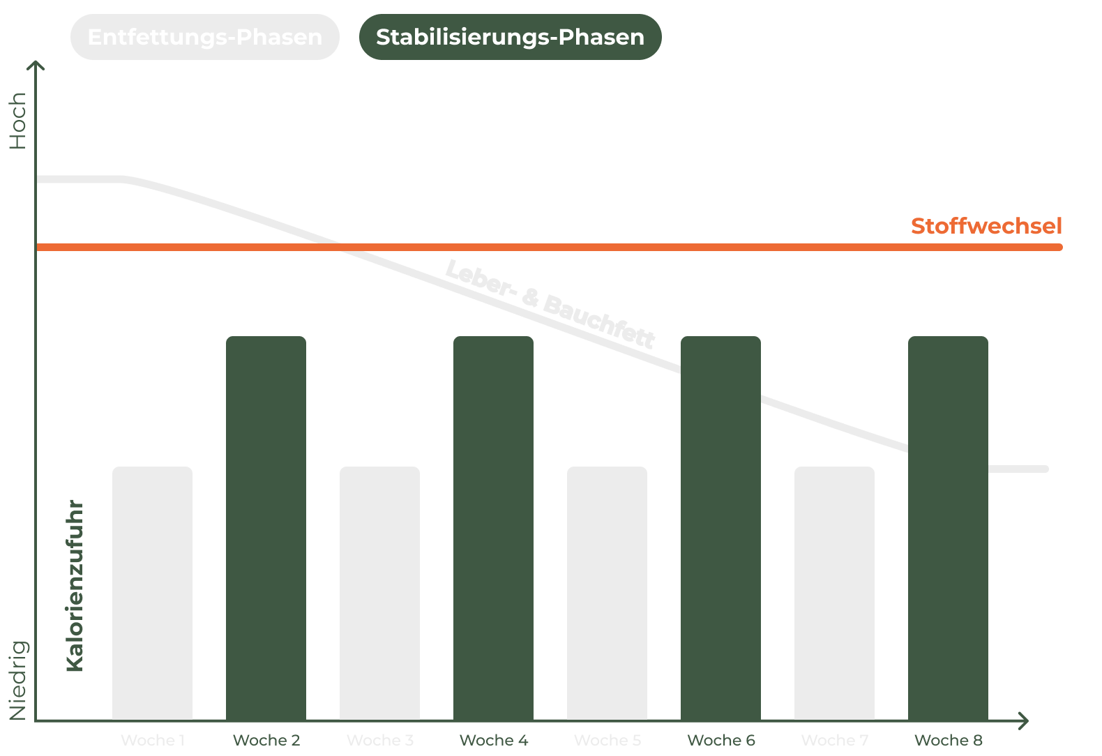 Diagramm zeigt: Gleichbleibende Stoffwechsel-Funktion durch höhere Kalorienzufuhr in den Stabilisierungs-Phasen, im Vergleich zu den Entfettungs-Phasen.