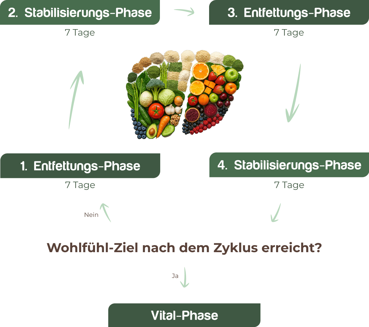 Darstellung eines 4-Wochen Zyklus der Sanamana Leber-Kur. Entfettungs- und Stabilisierungs-Phase im Wechsel.